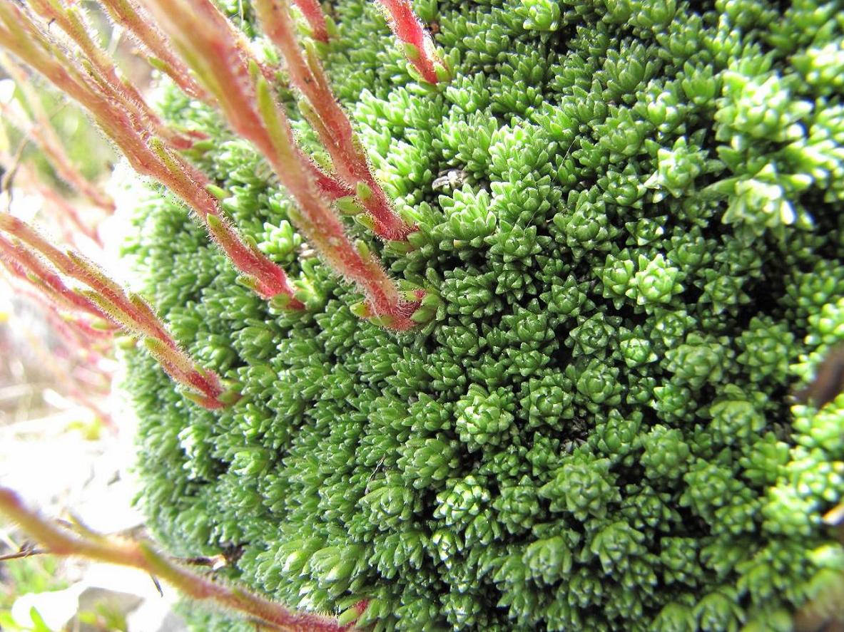 Saxifraga tombeanensis / Sassifraga del Monte Tombea